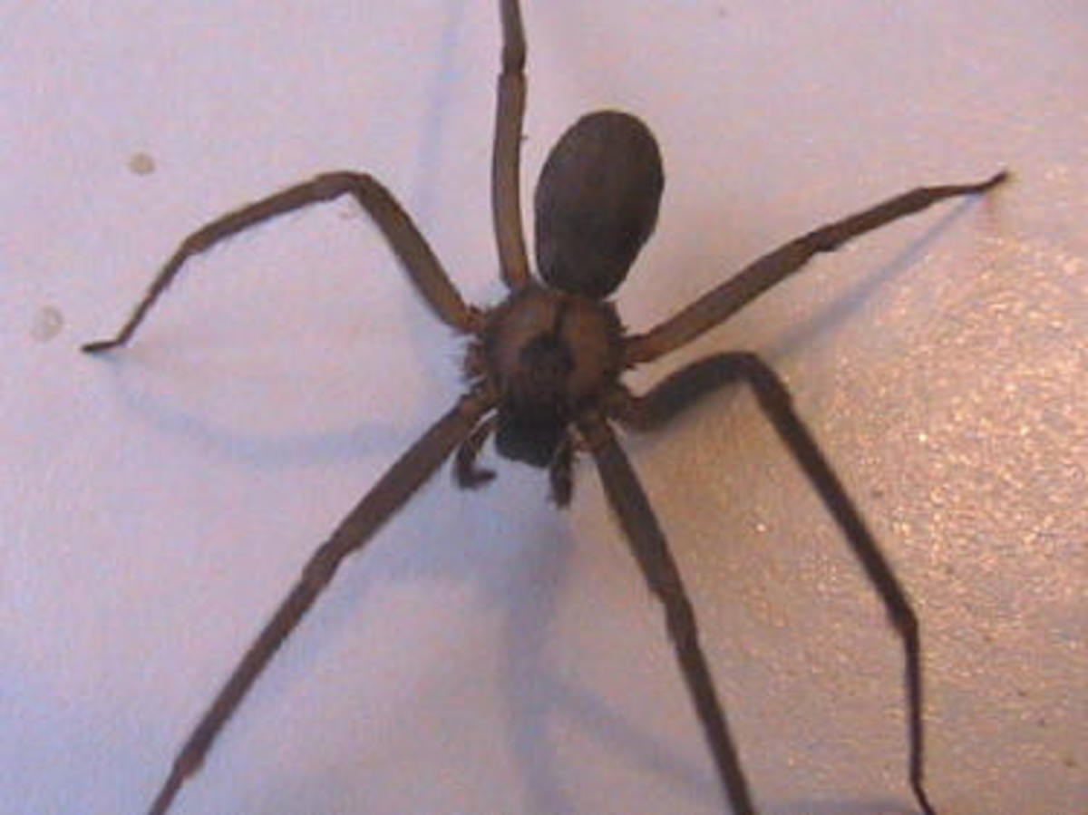 Brazil Poisonous Spiders and Venomous Snakes in Brazil HubPages