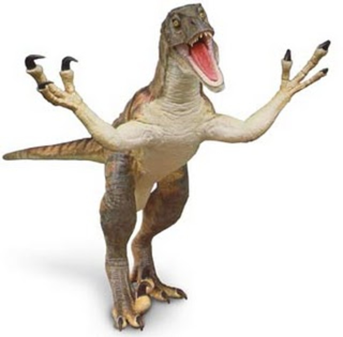 Pet Velociraptor Care With Valuable FAQs hubpages