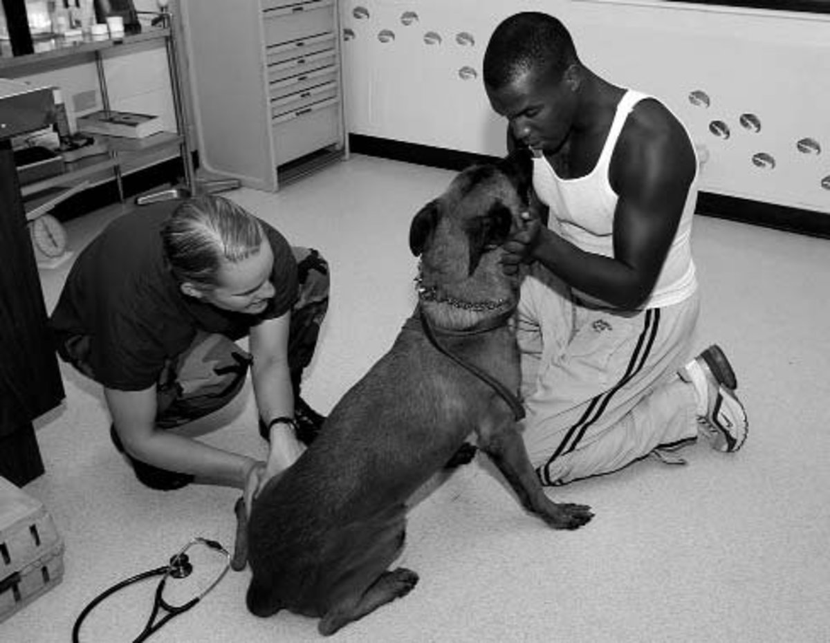Why Cant I Give My Dog Baby Aspirin? PetHelpful