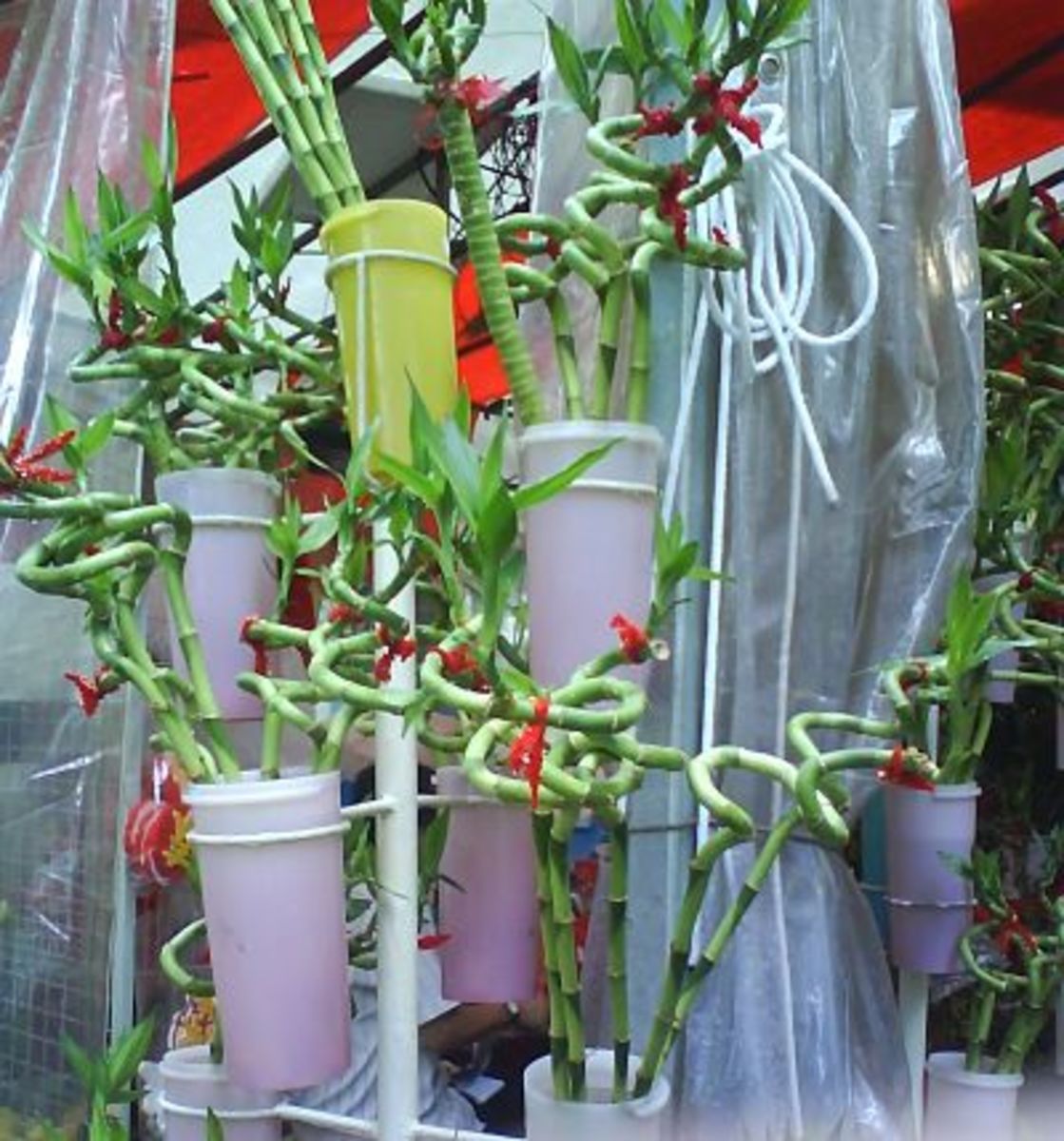 Lucky Fortune Plants for Chinese New Year HubPages