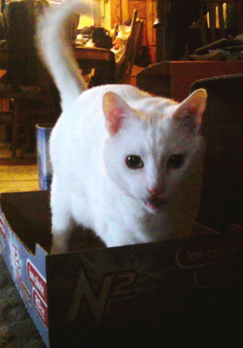 10 Easy Cat Toys You Can Make Using Stuff Around the House