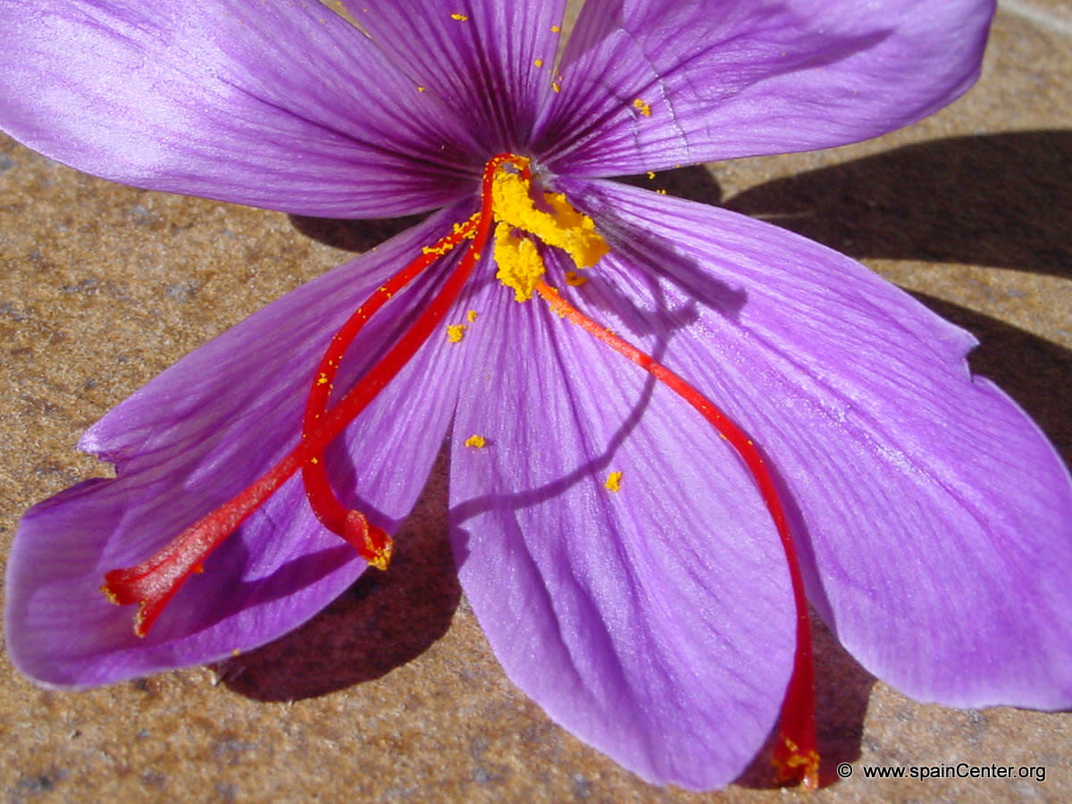 Growing Saffron HubPages