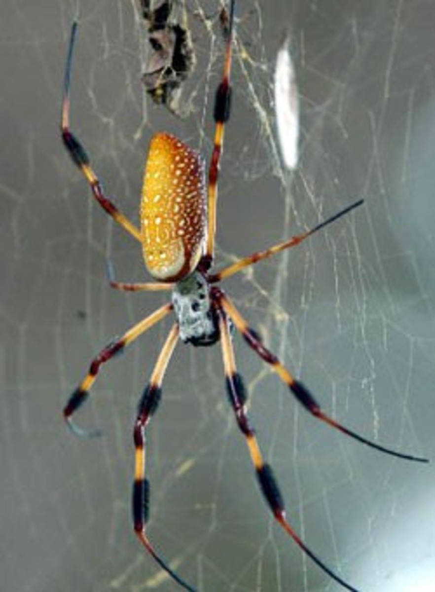 Poisonous and Venomous Spiders, Snakes and Insects in the Bahamas