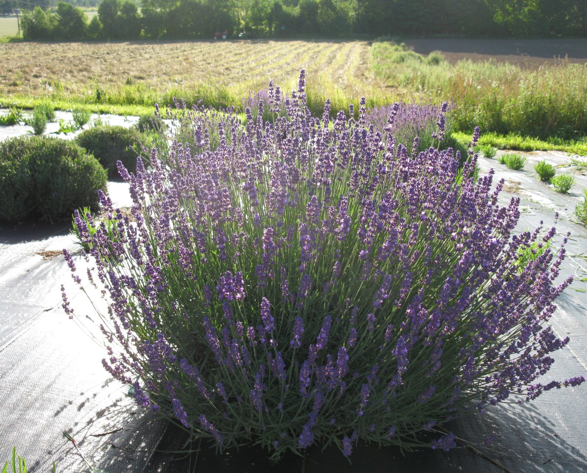 The Best French & English Lavender Varieties to Grow in Zone 5 Dengarden