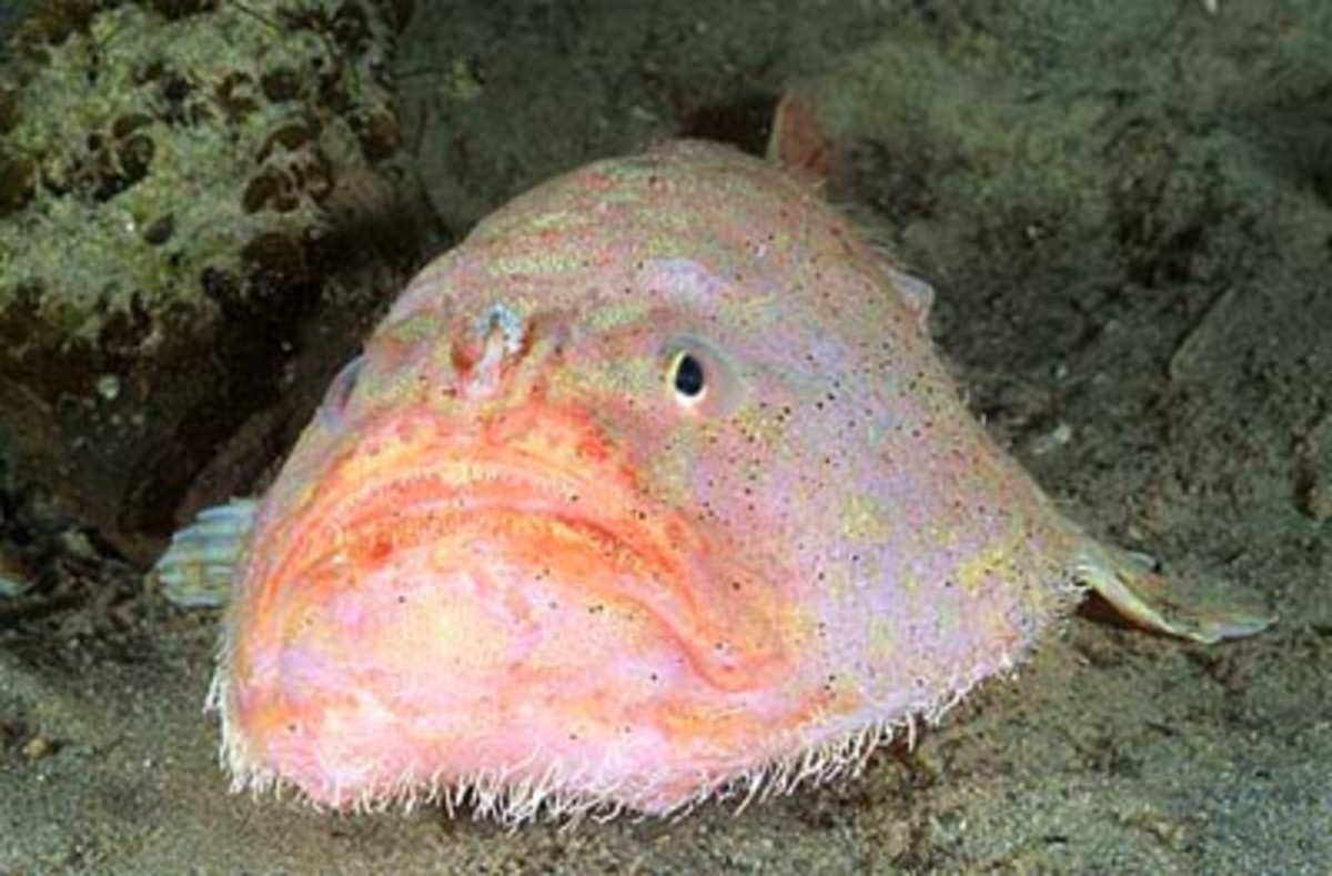 Top Ten Scariest Deep Sea Creatures HubPages