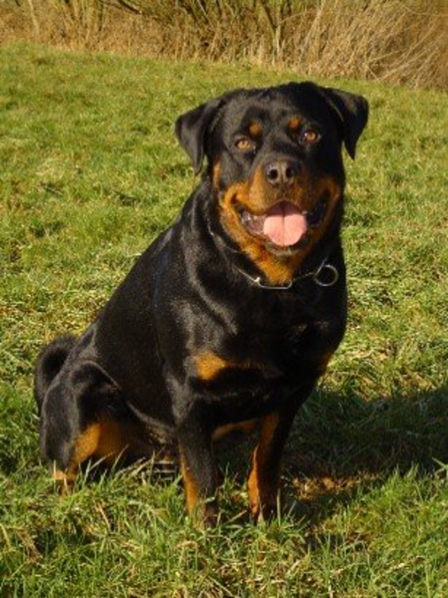 How to Raise a WellTrained, NonAggressive Rottweiler PetHelpful