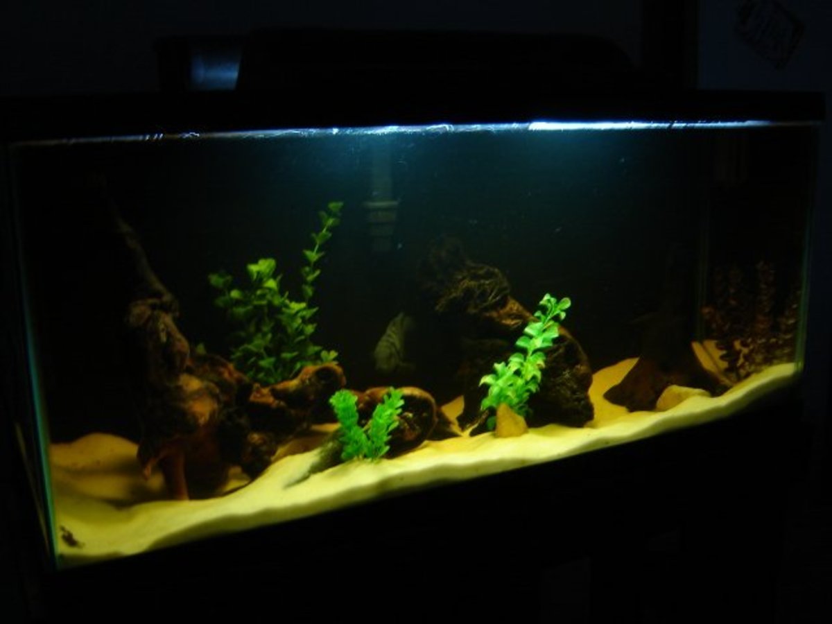 How to Create a Natural Amazon RiverThemed Aquarium PetHelpful