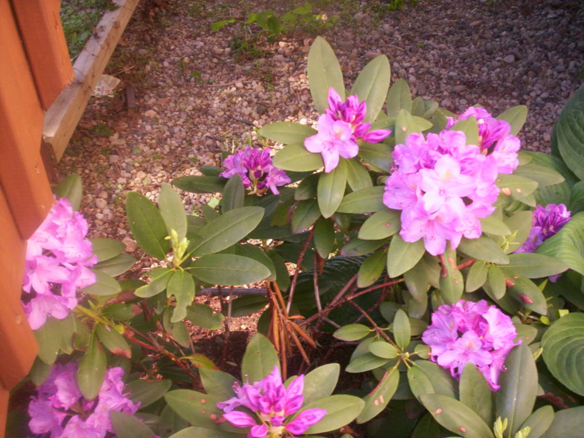 Plants That Are Poisonous to Dogs PetHelpful