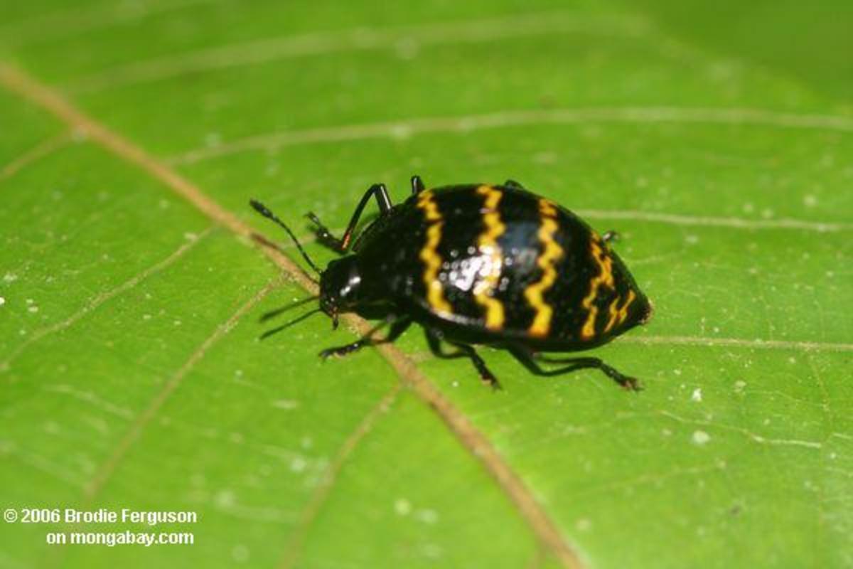 Some Important Species of Insects in Amazon Rainforest HubPages