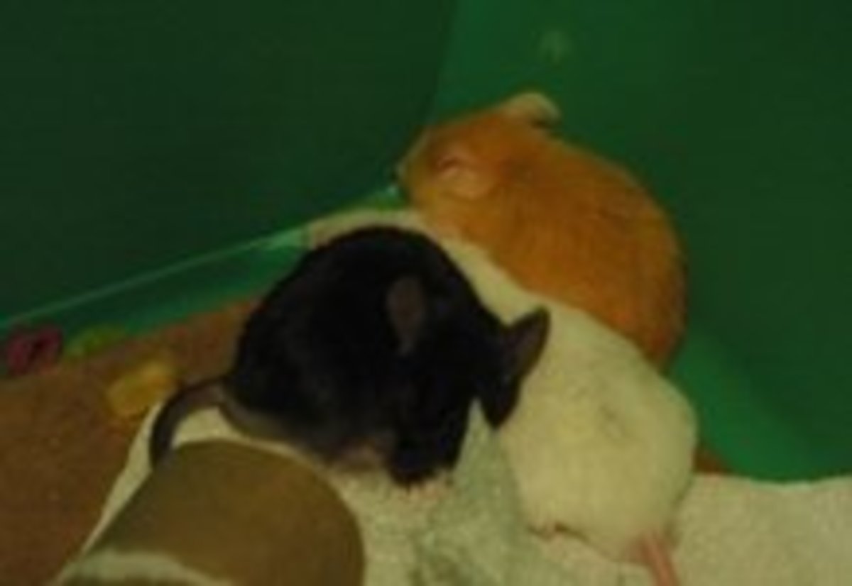 How to Introduce Two Pet Mice to the Same Cage PetHelpful