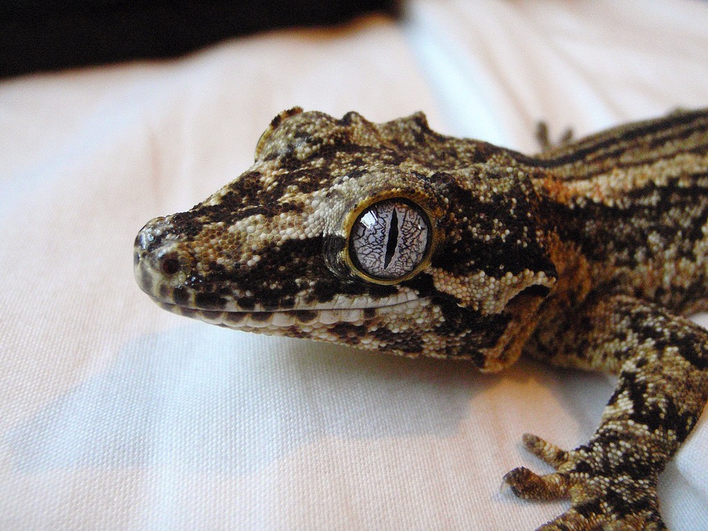 Geckos 101 Gargoyle Gecko Care
