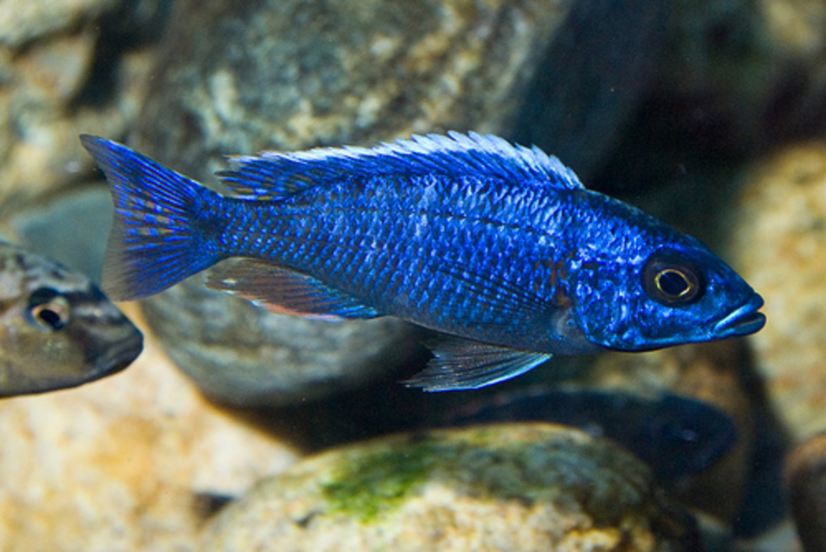 Lake Malawi Cichlids 6, The Right Nutrition and Foods For Your African