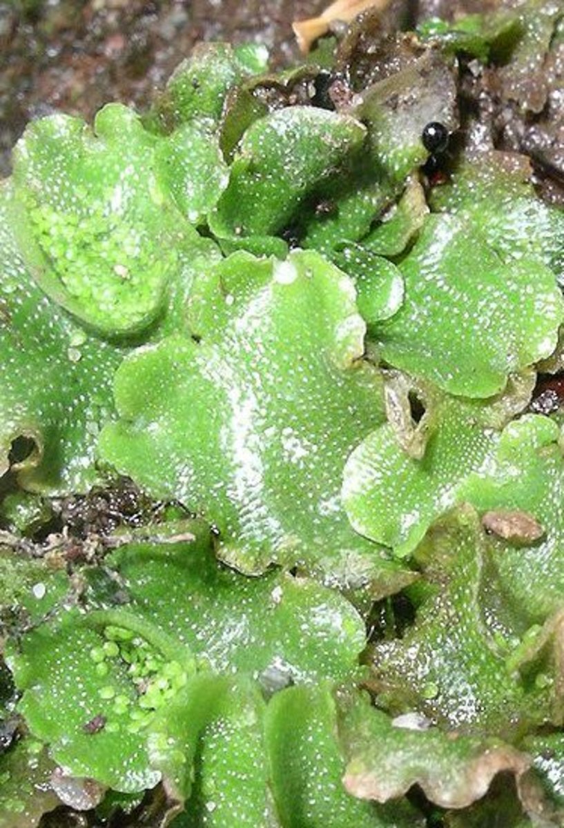 Types of Plants (With Pictures) Owlcation