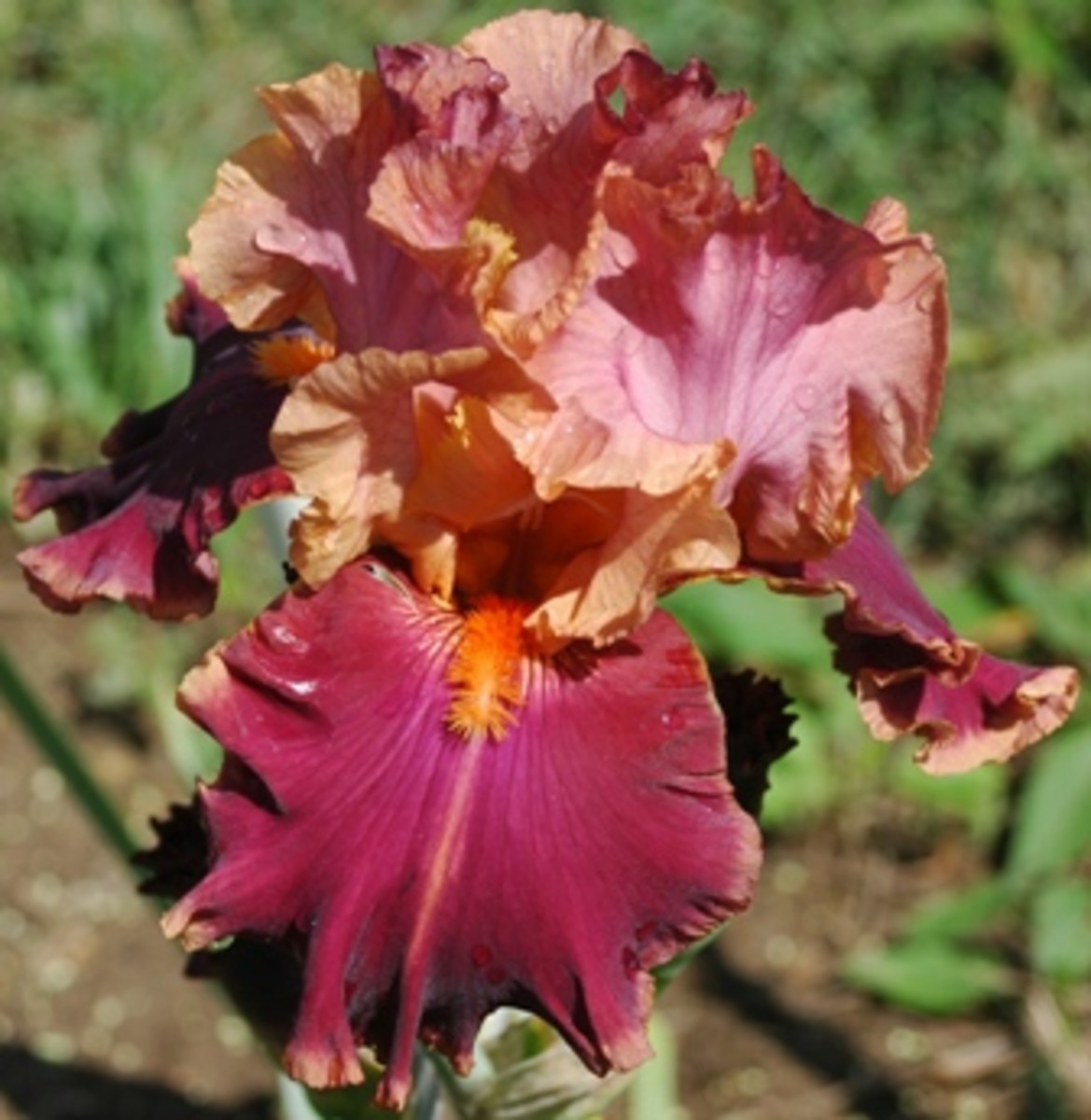 Stunning Tall Bearded Irises A Hobby Gardener's Guide to Growing Iris