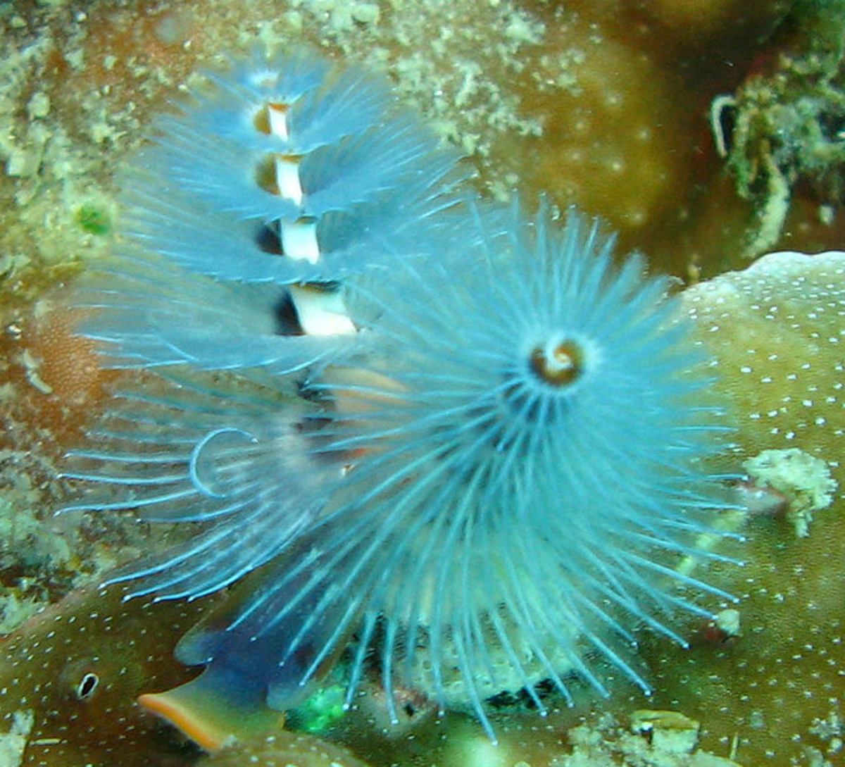 Christmas Tree Worms Facts Interesting and Colorful Sealife in the