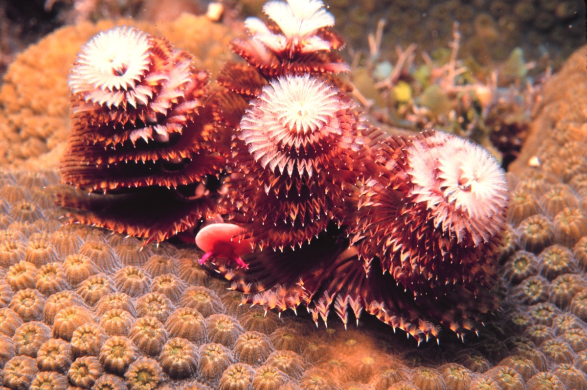 Christmas Tree Worms Facts Interesting and Colorful Sealife in the