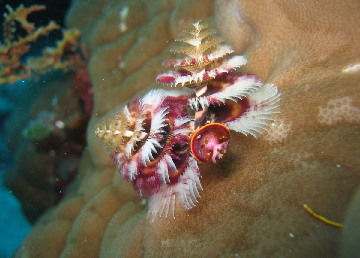 Christmas Tree Worms Facts Interesting and Colorful Sealife in the