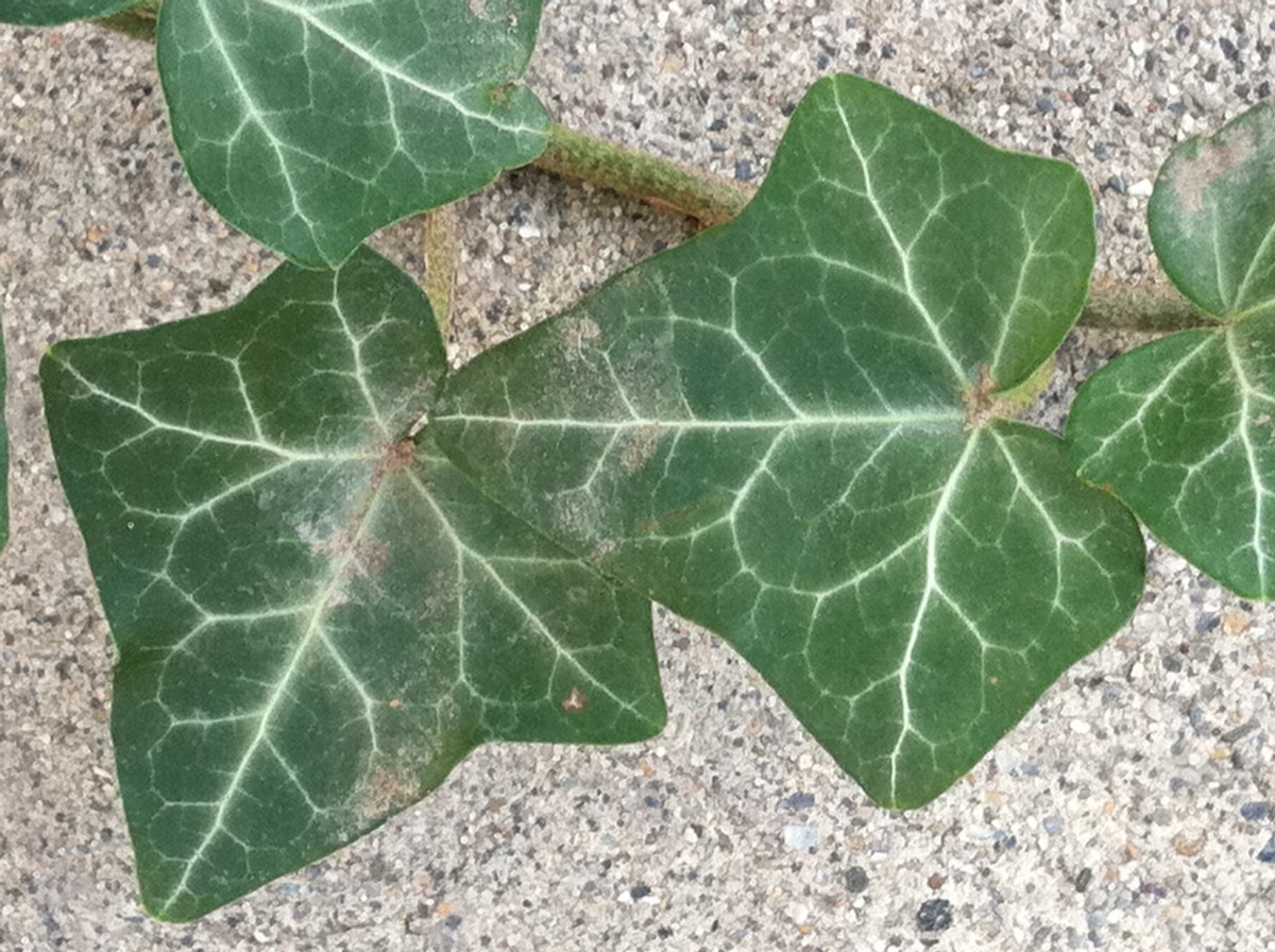 How to Treat and Prevent a Spider Mite Infestation Dengarden