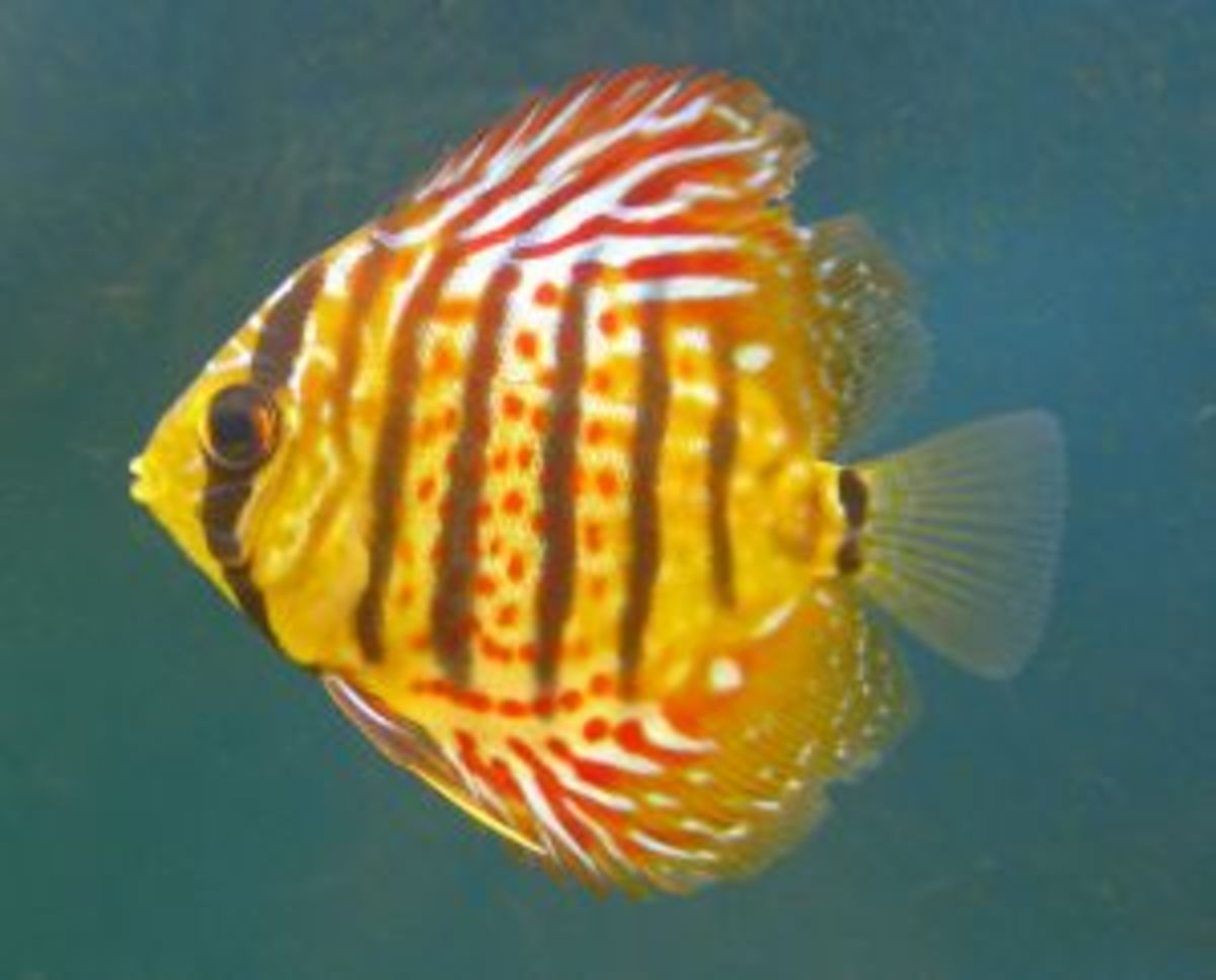List of Tropical Fish for Freshwater Aquariums