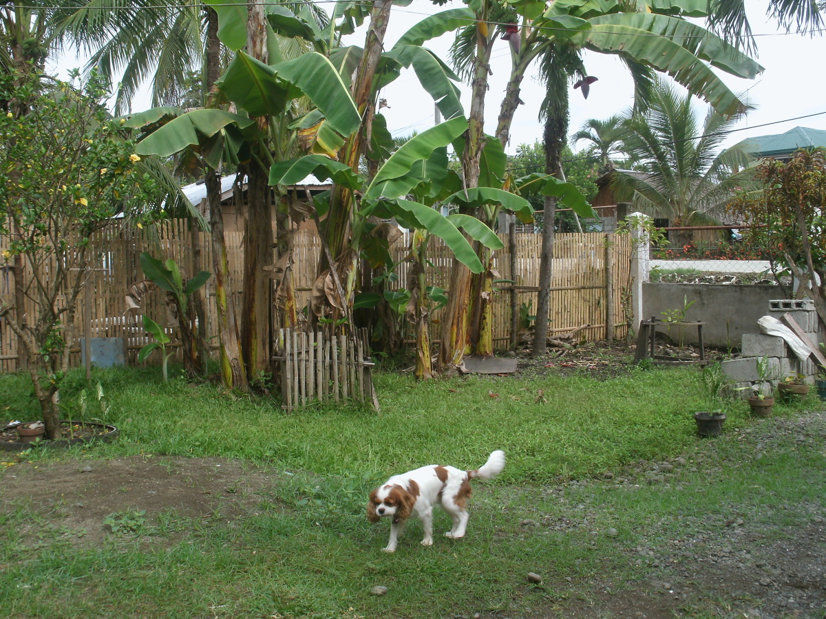 How to Bring Your Dog to the Philippines PetHelpful