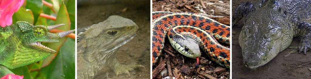 The Different Types of Reptile in the World Today HubPages
