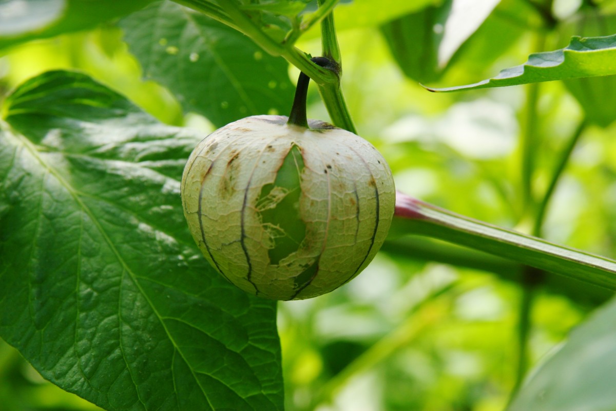 Growing Tomatillo From Seeds to Salsa Verde Dengarden