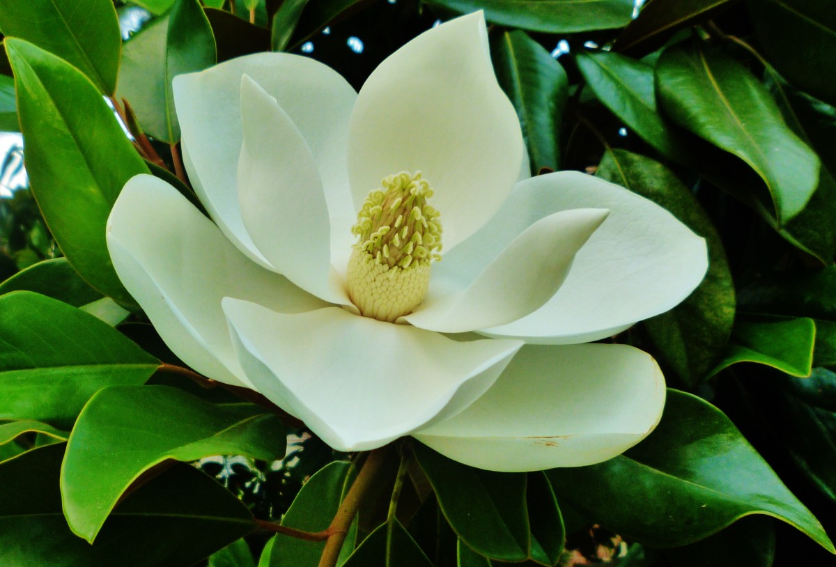 Southern Magnolia Tree Facts in Deep South Landscapes Dengarden