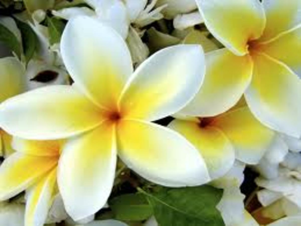 Fragrant Flowers of Hawaii Owlcation
