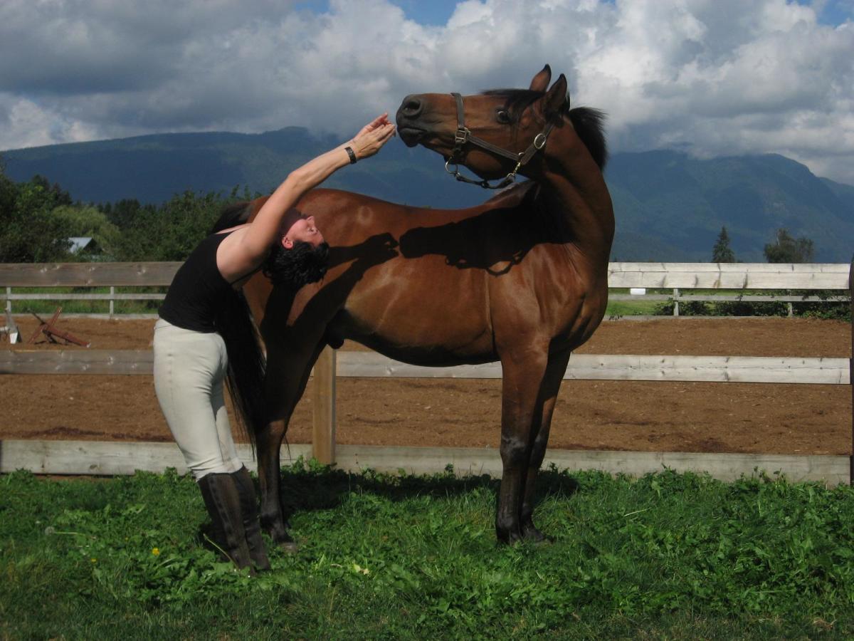 Yoga with horses Exercises for equine and human health HubPages
