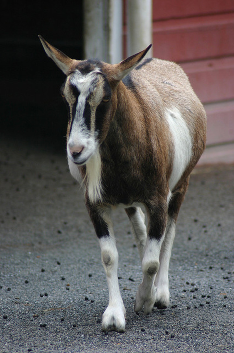6 Best Dairy Goat Breeds for the Homestead HubPages