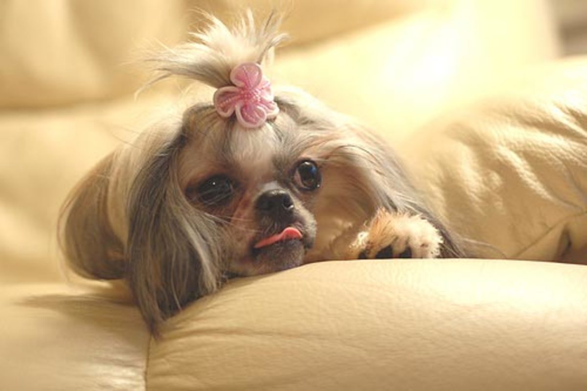 Tips for a Female Dog in Heat HubPages