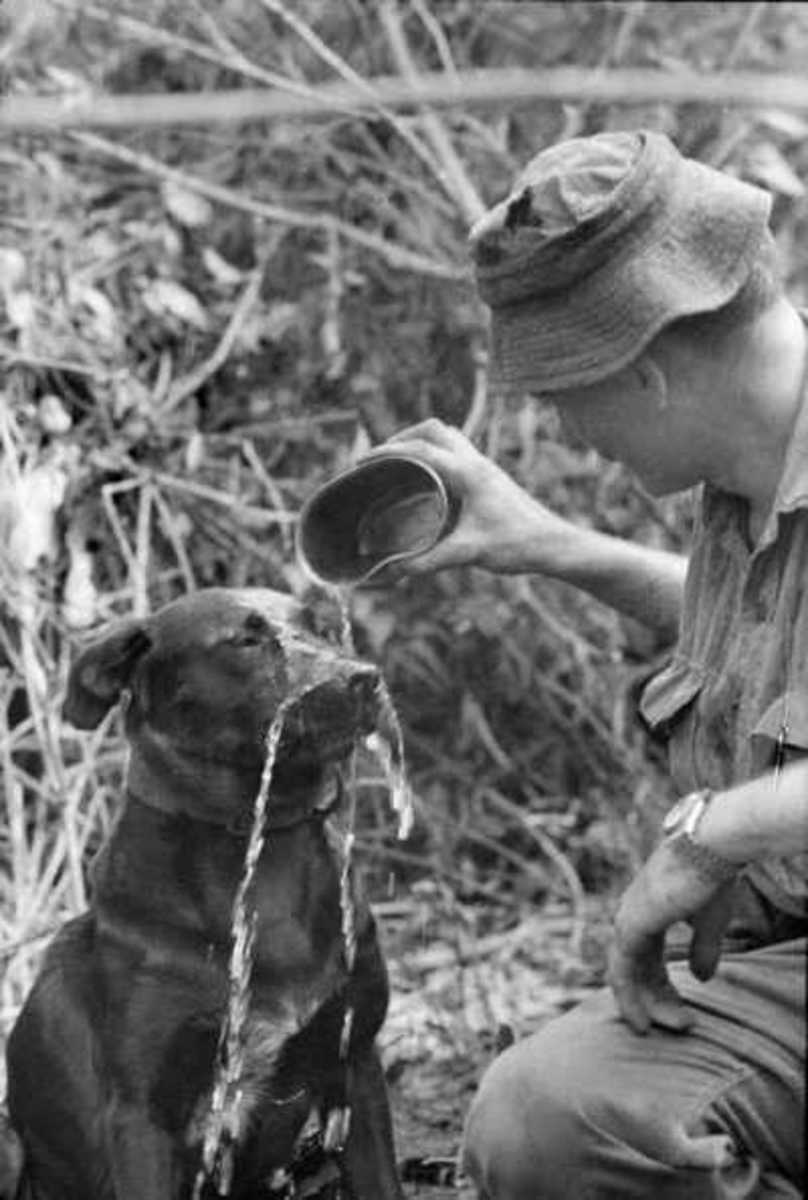 Tracker Dog by Peter Haran A true Australian Vietnam War Story