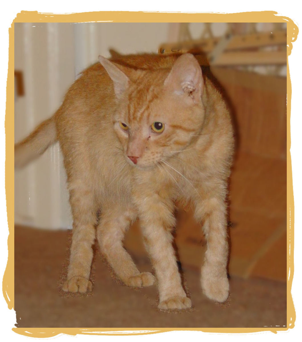 What Is Cat Mange and How Do I Treat It? PetHelpful