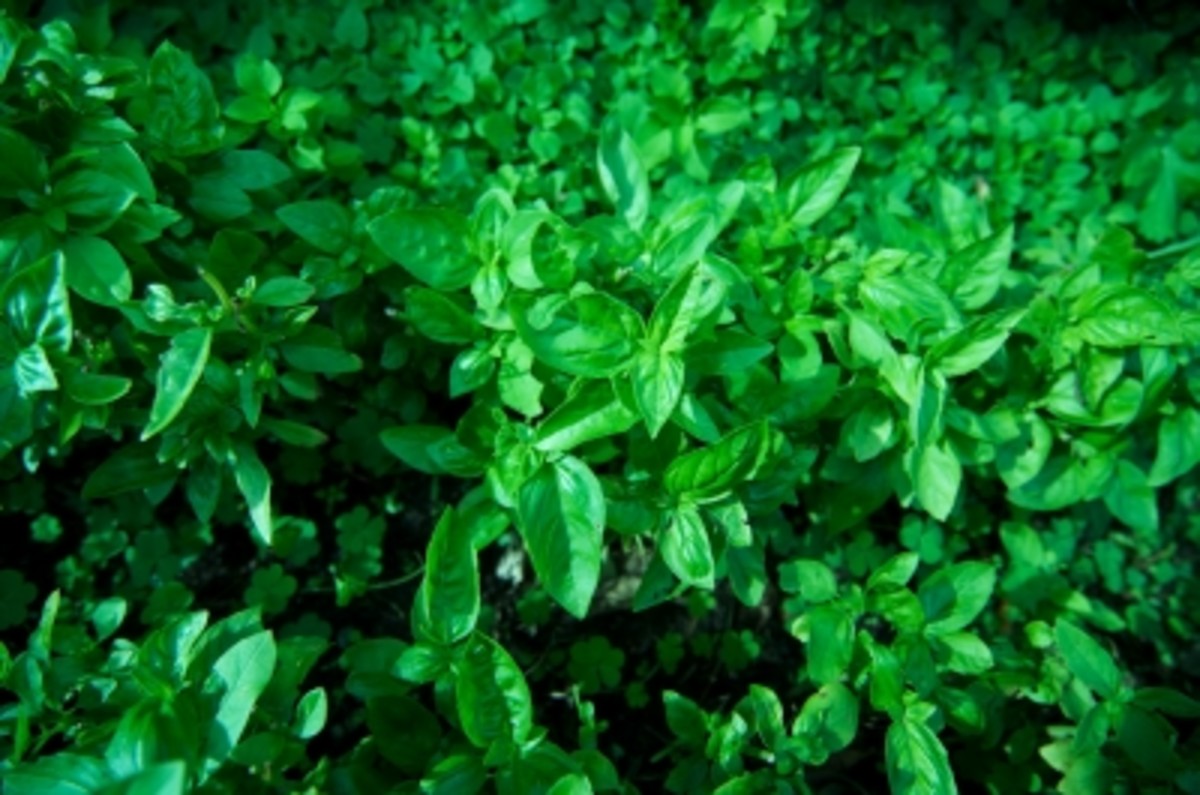 Holy Basil's Benefits HubPages