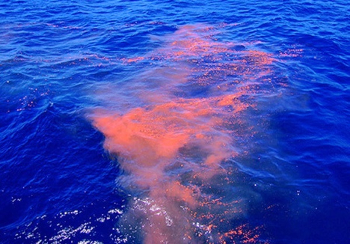 What Whale Poo Looks Like hubpages