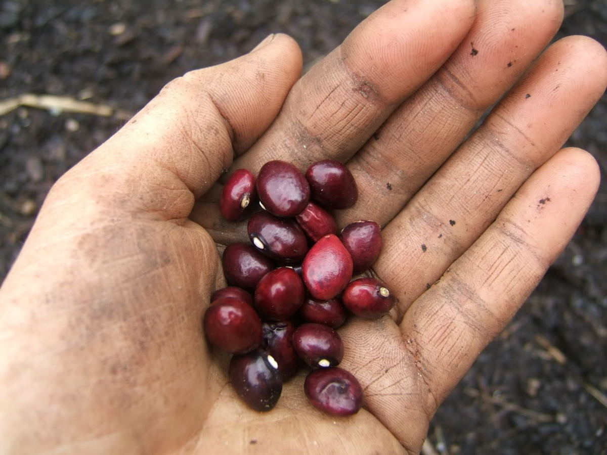 Health What Are Cranberry Beans and the Consumption Benefits? HubPages