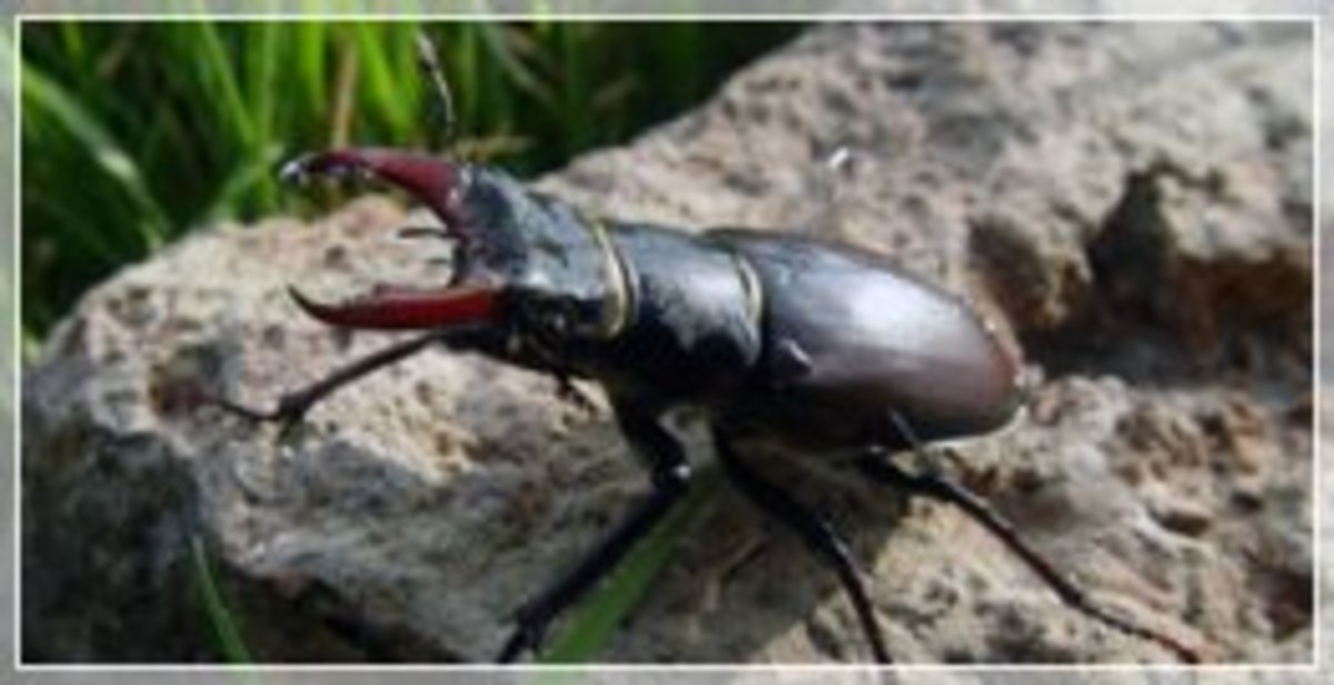 10 Weird and Unusual Things to See and Do in Alabama HubPages