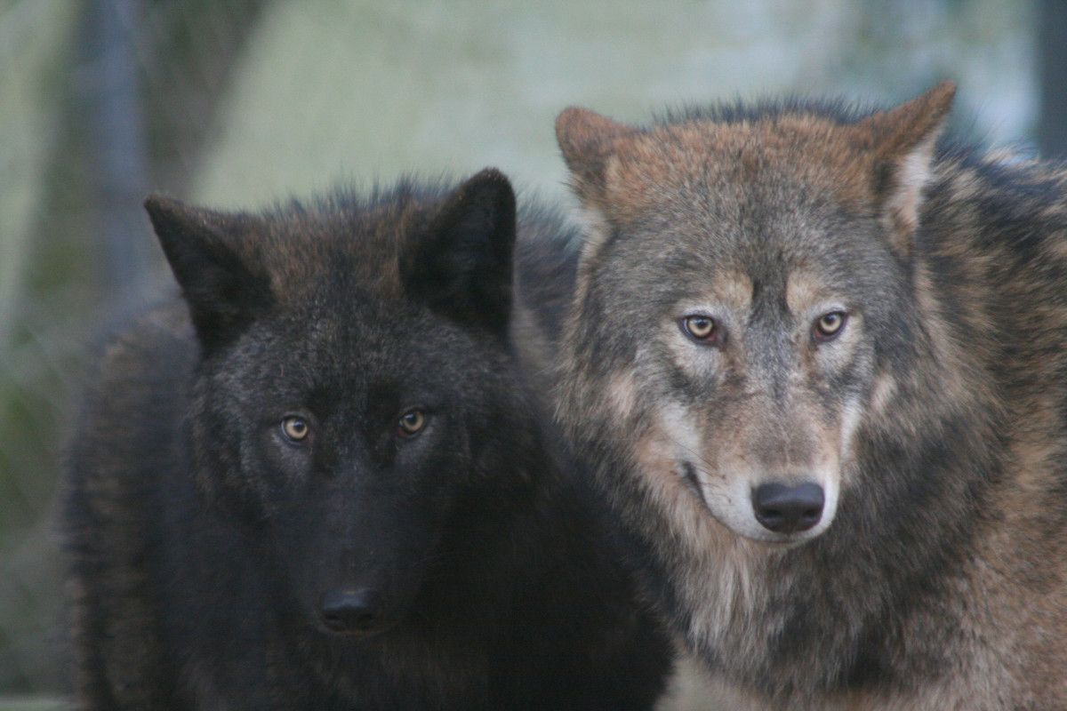 My Experience with Wolf Hybrids hubpages