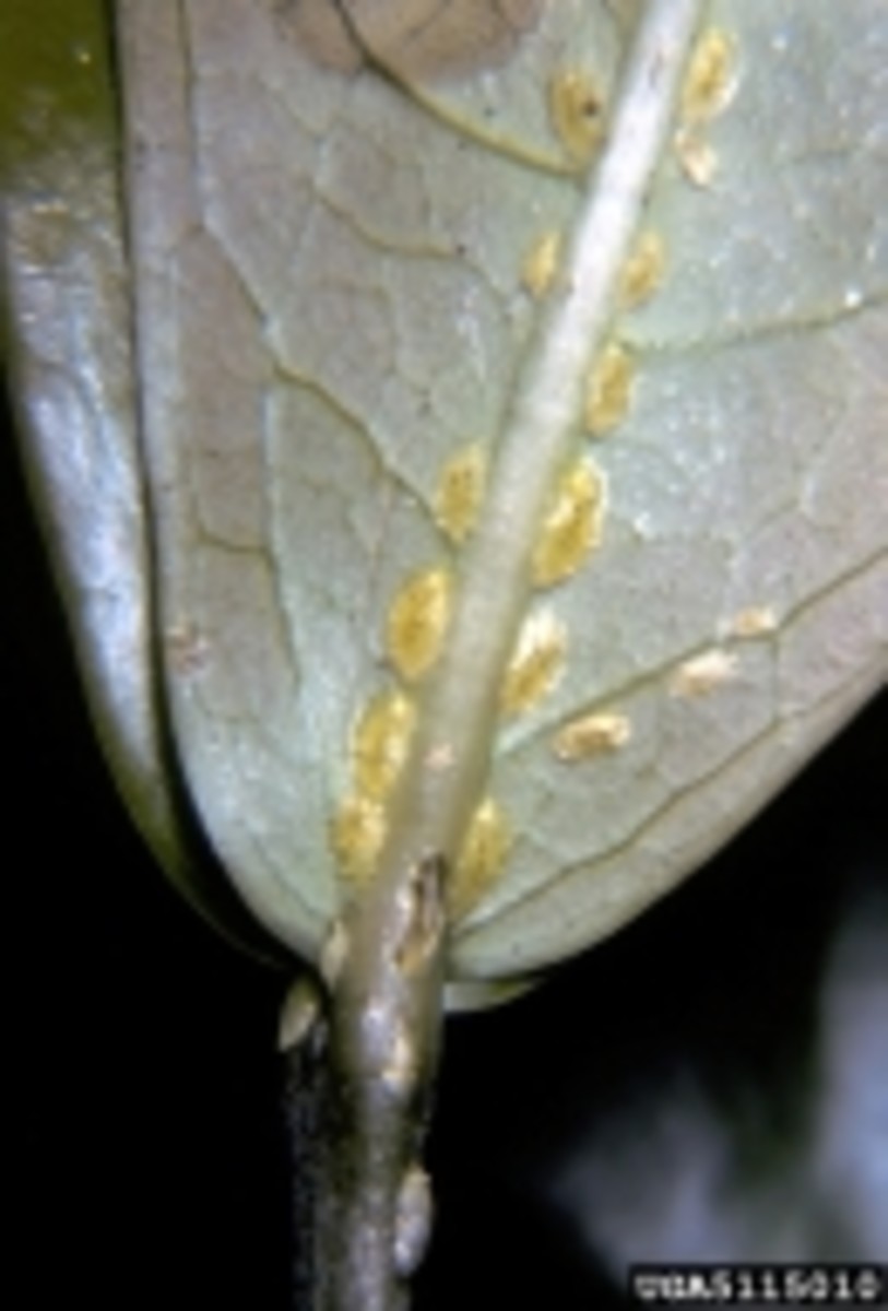 Symptoms of Chlorosis, Light Green Leaves with Dark Green Veins