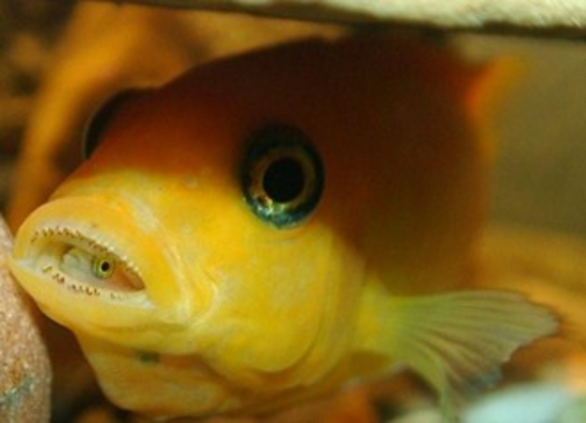 Lake Malawi Cichlids 7, How to Breed Fish, And Reproduction of Species