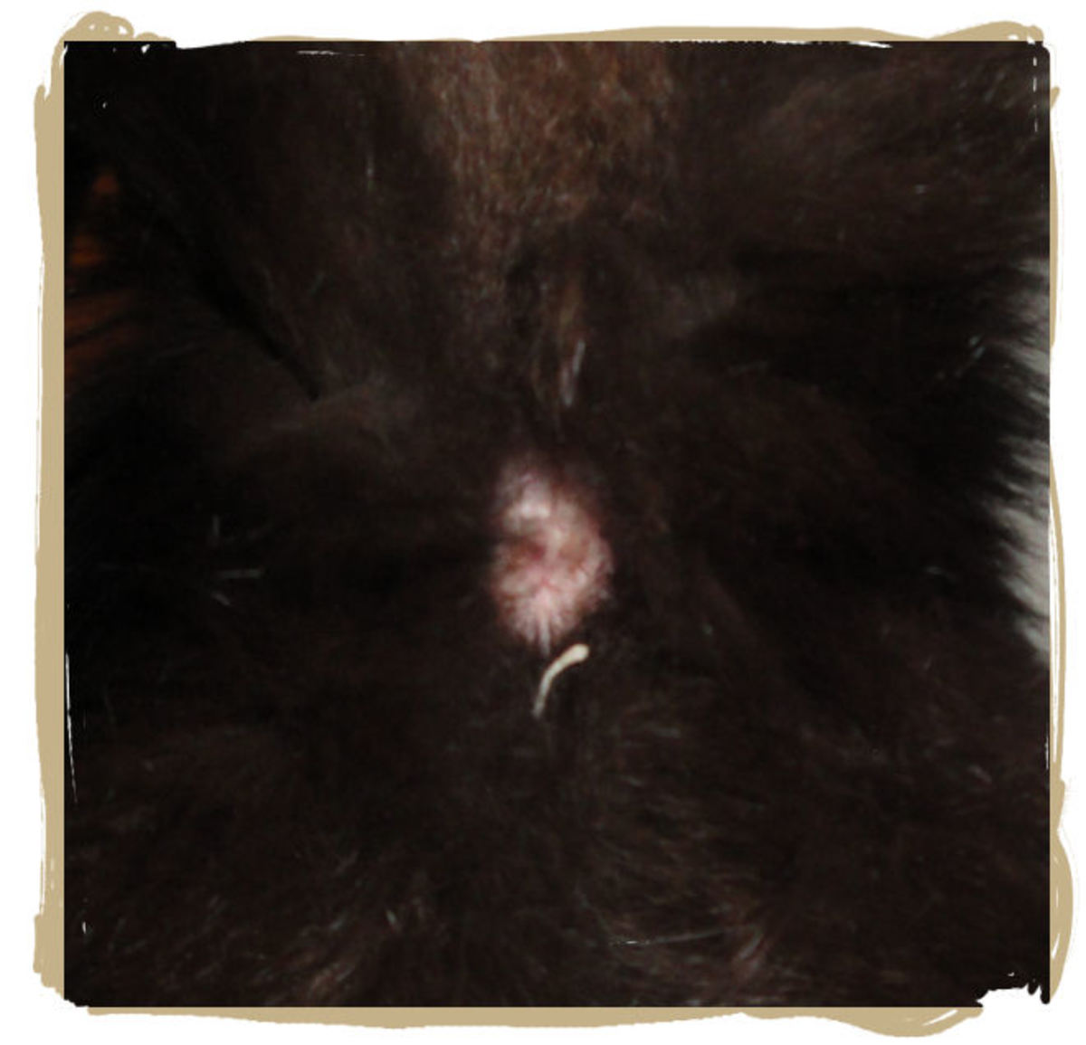 How to Identify, Treat, and Prevent Tapeworms in Cats