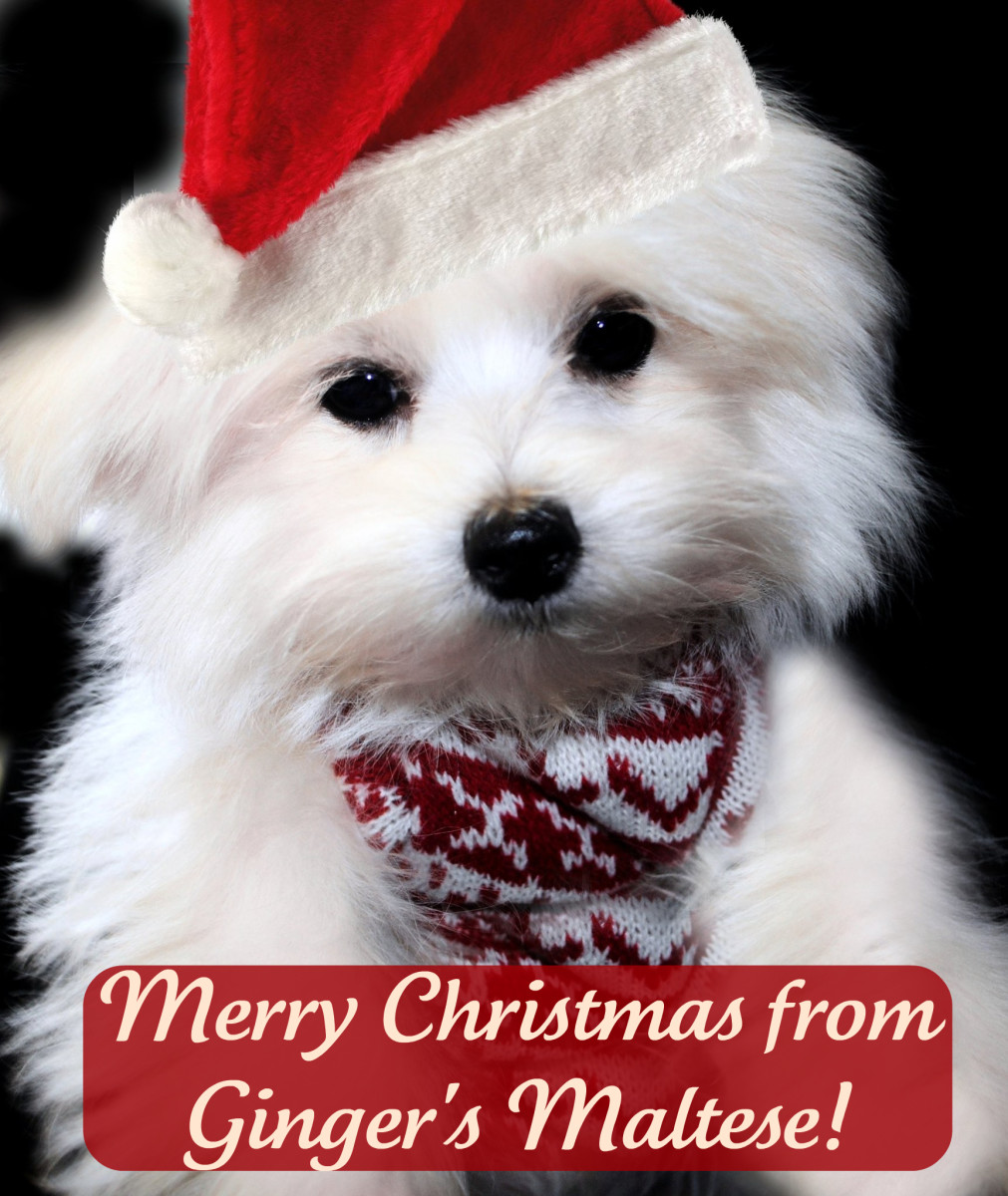 Cute Christmas Dog Names HubPages
