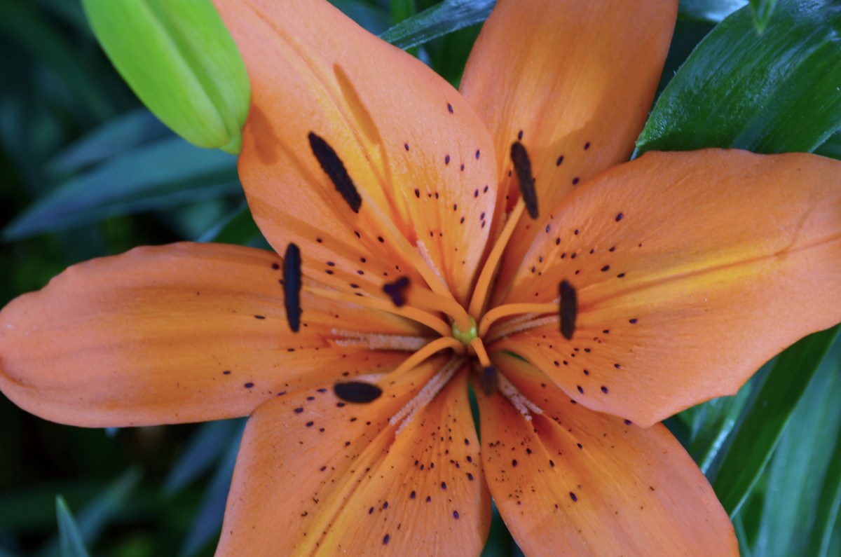The Beautiful Asiatic Lily Dengarden