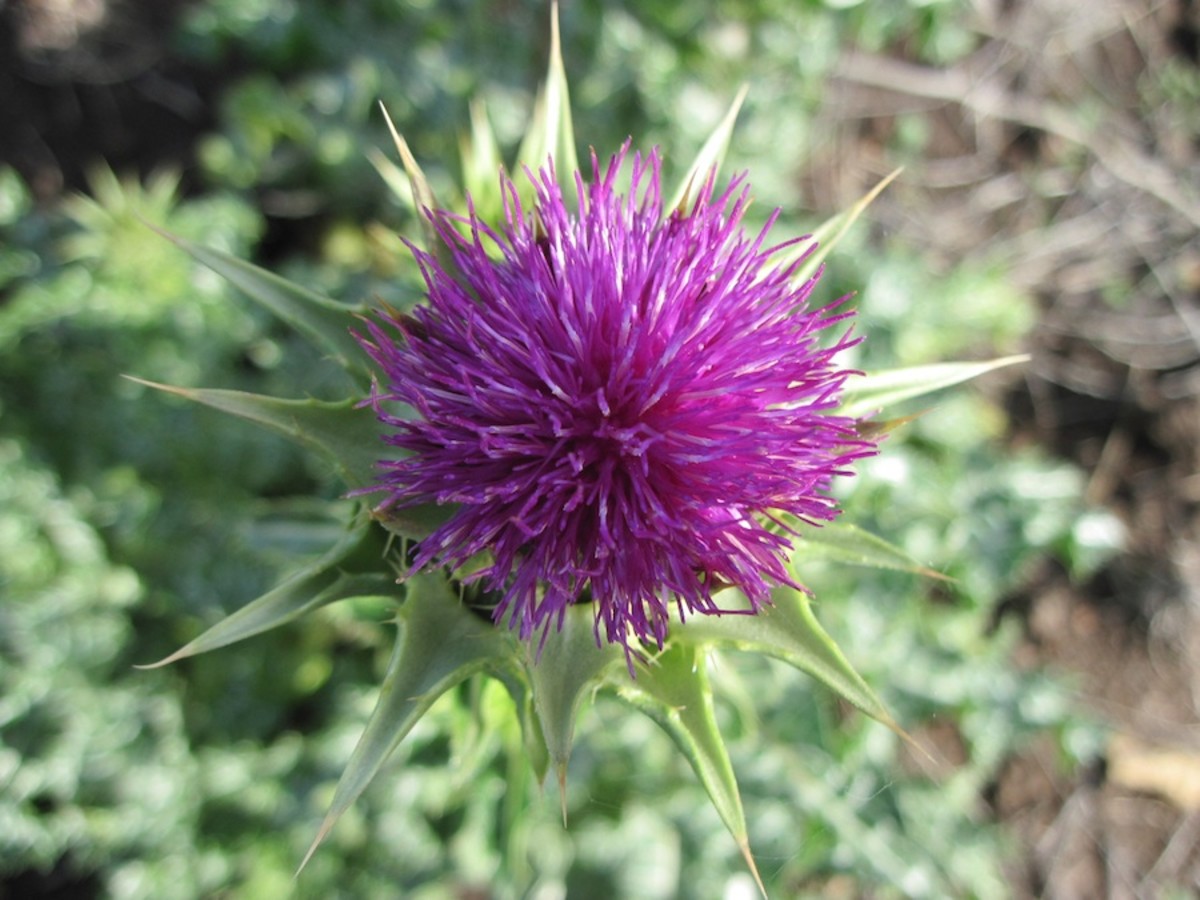 Milk Thistle and Hemlock The Prickly and the Poisonous Dengarden