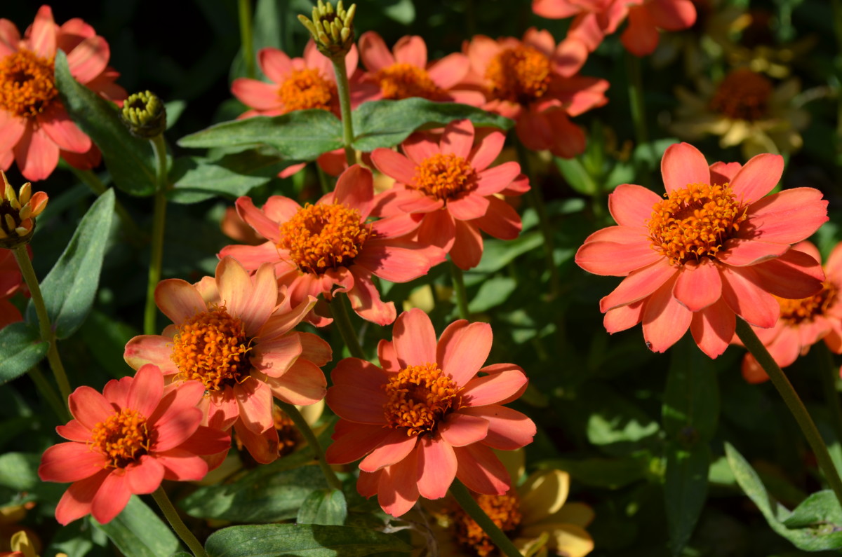 Peach, Coral, or Salmon Colored Flower Blooms A Photo Gallery hubpages