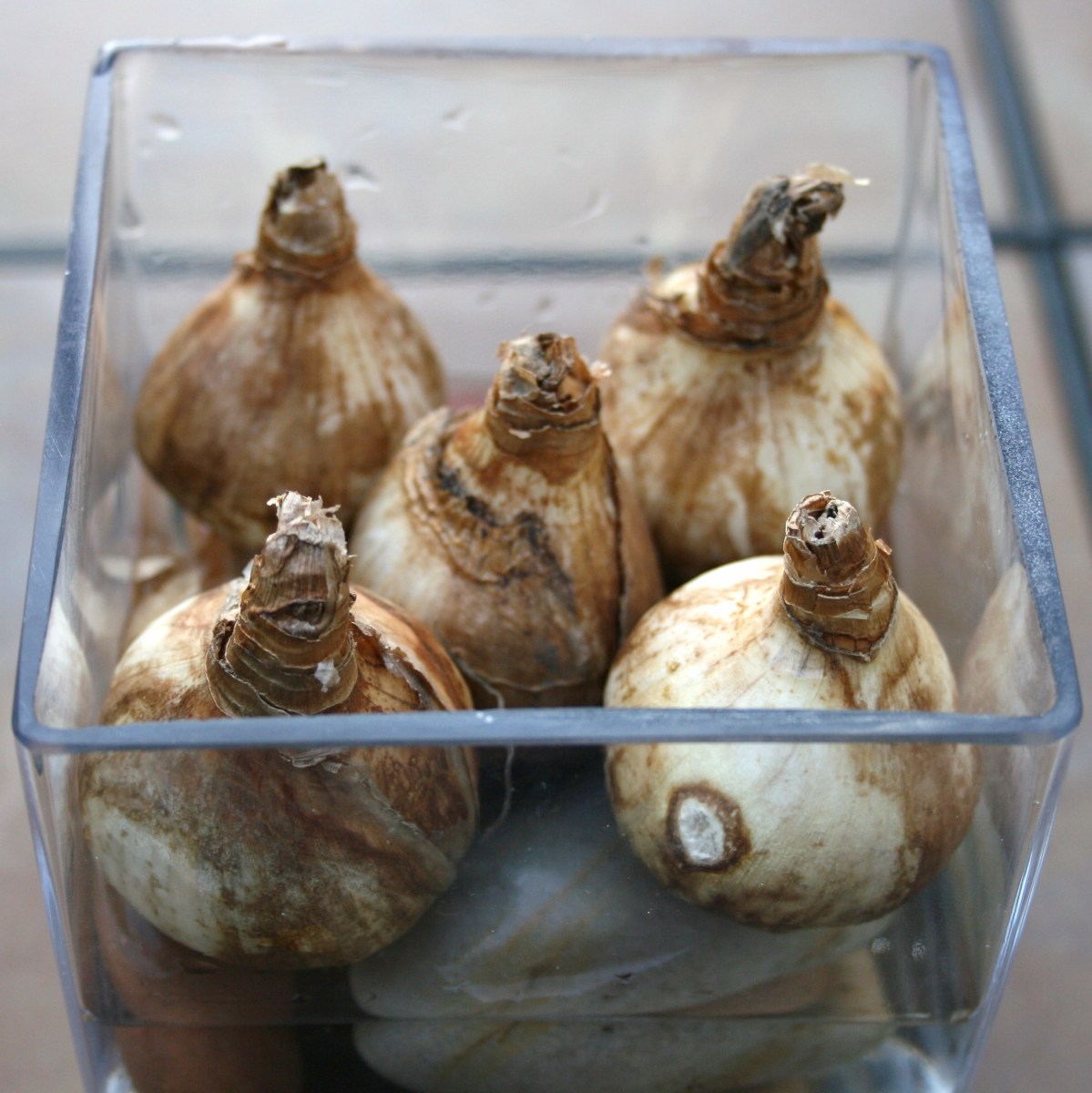 Paperwhites That Won't Flop Over HubPages