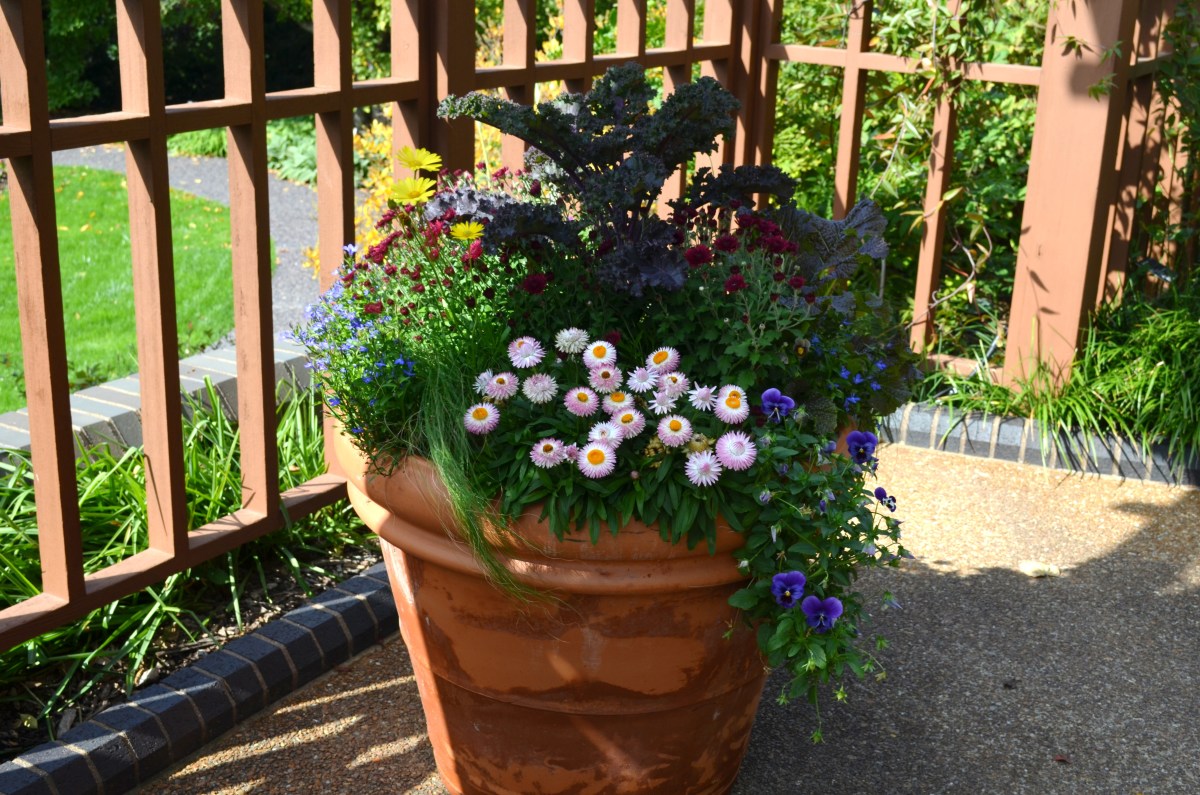 Examples of Different Potted Plants HubPages