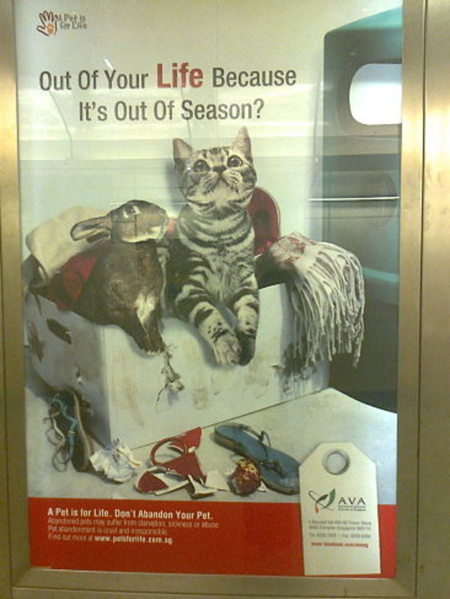 Buying Pets on Impulse HubPages