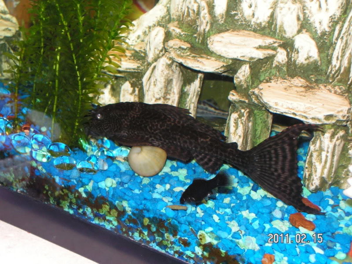 How to Clean a Freshwater Aquarium the Easy Way HubPages