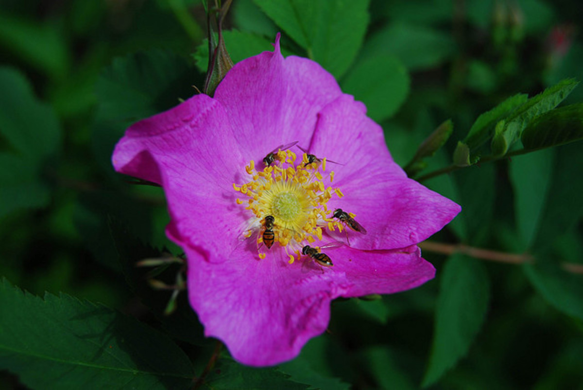 What Is a Rugosa Rose and How to Care for a Rugosa Rose HubPages